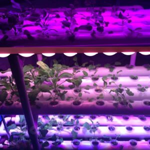 Plantelamper i vertikal gartneri vækstlys - Hvor meget lys skal planter have