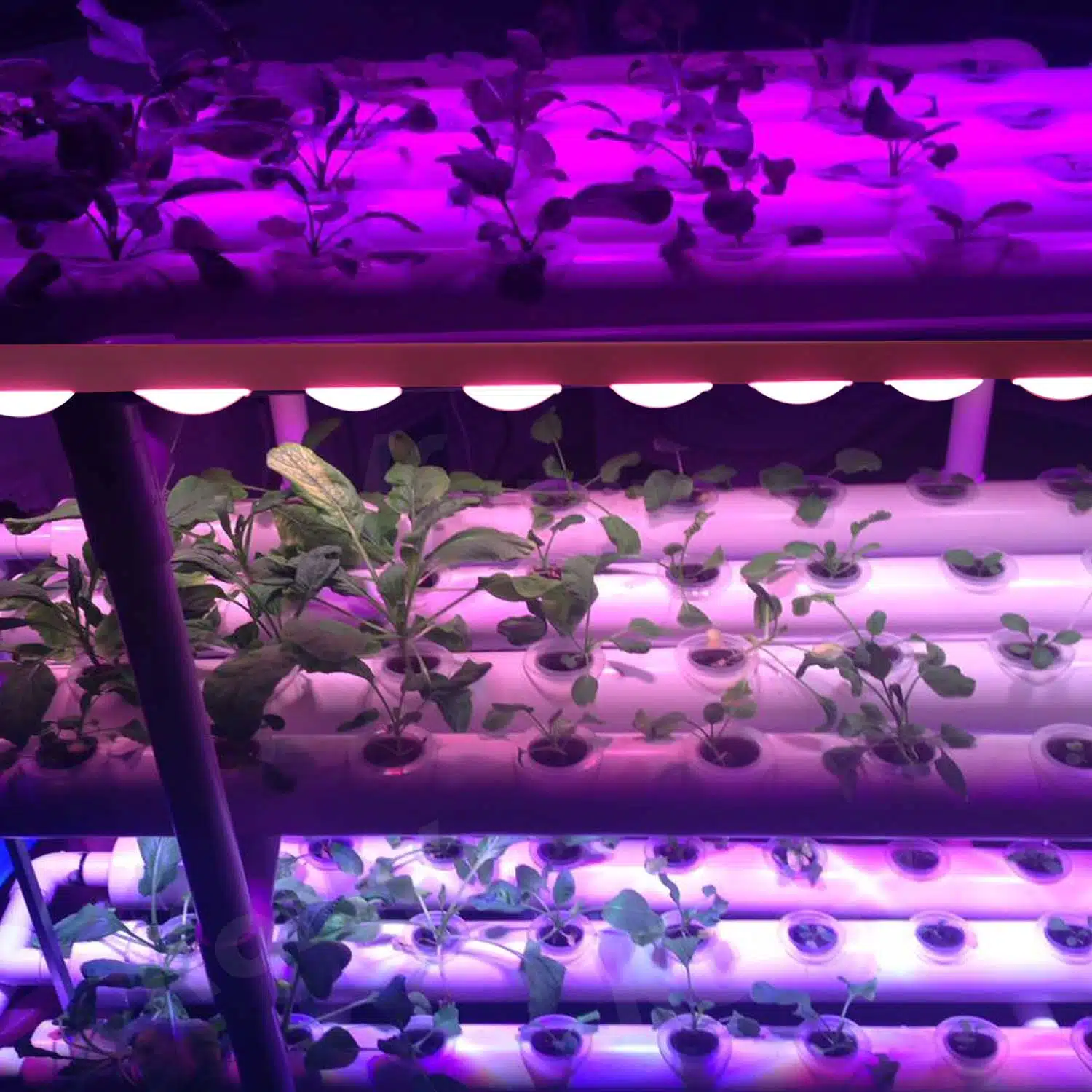 Plant lamps in vertical horticulture grow light