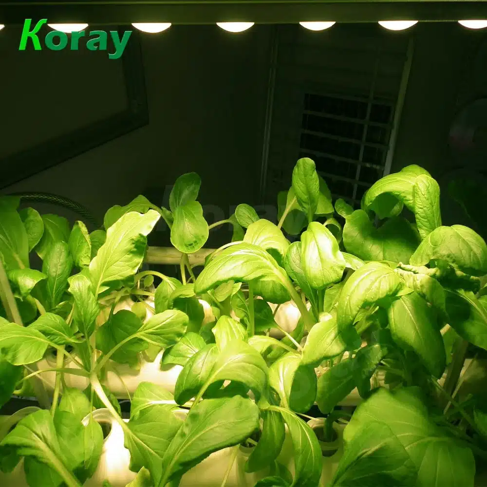 LED grolys på plante