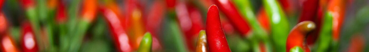 Chiliplante