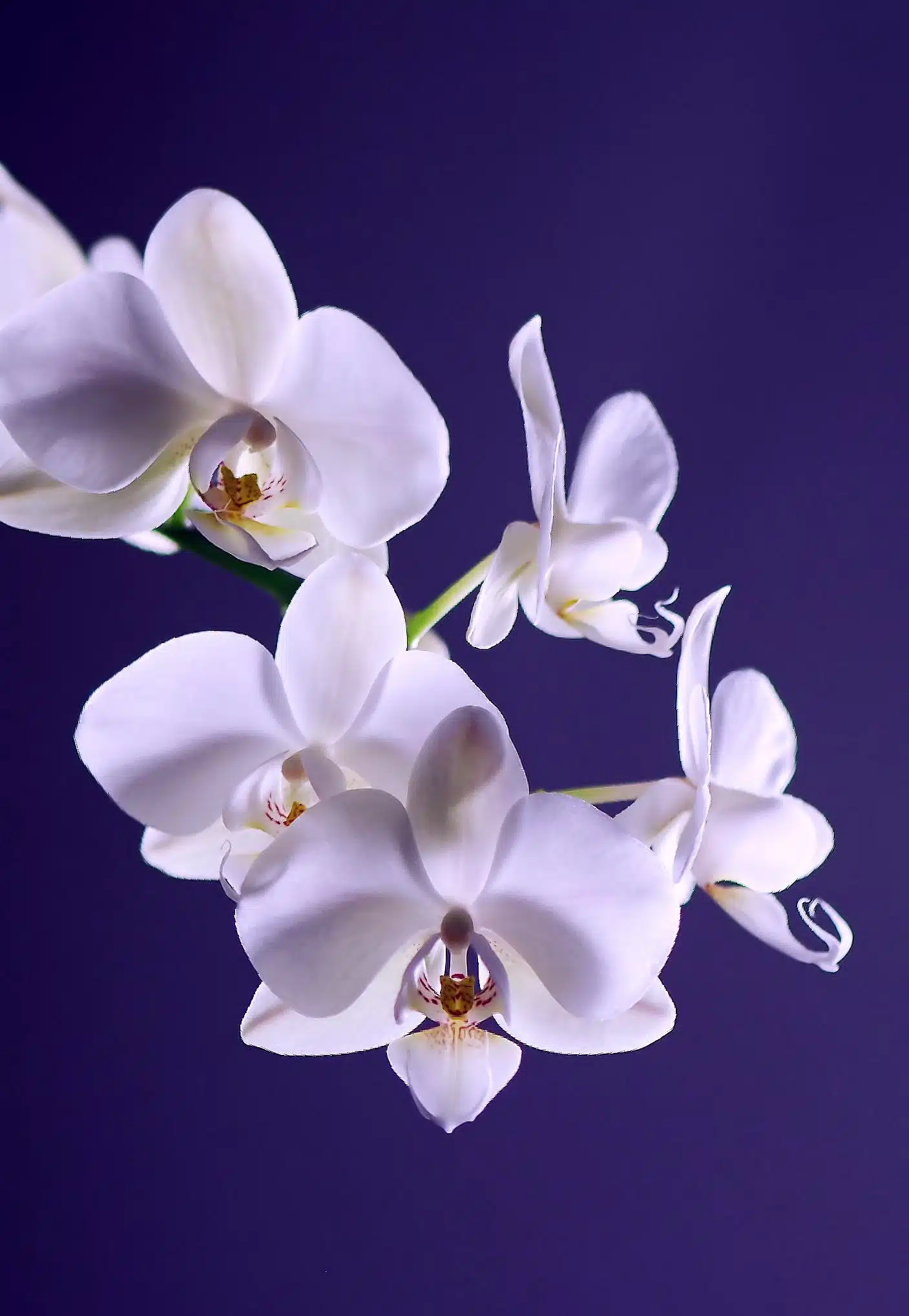 Hvid Orkidé nærbillede