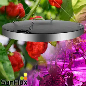 Grow light for chilli plants