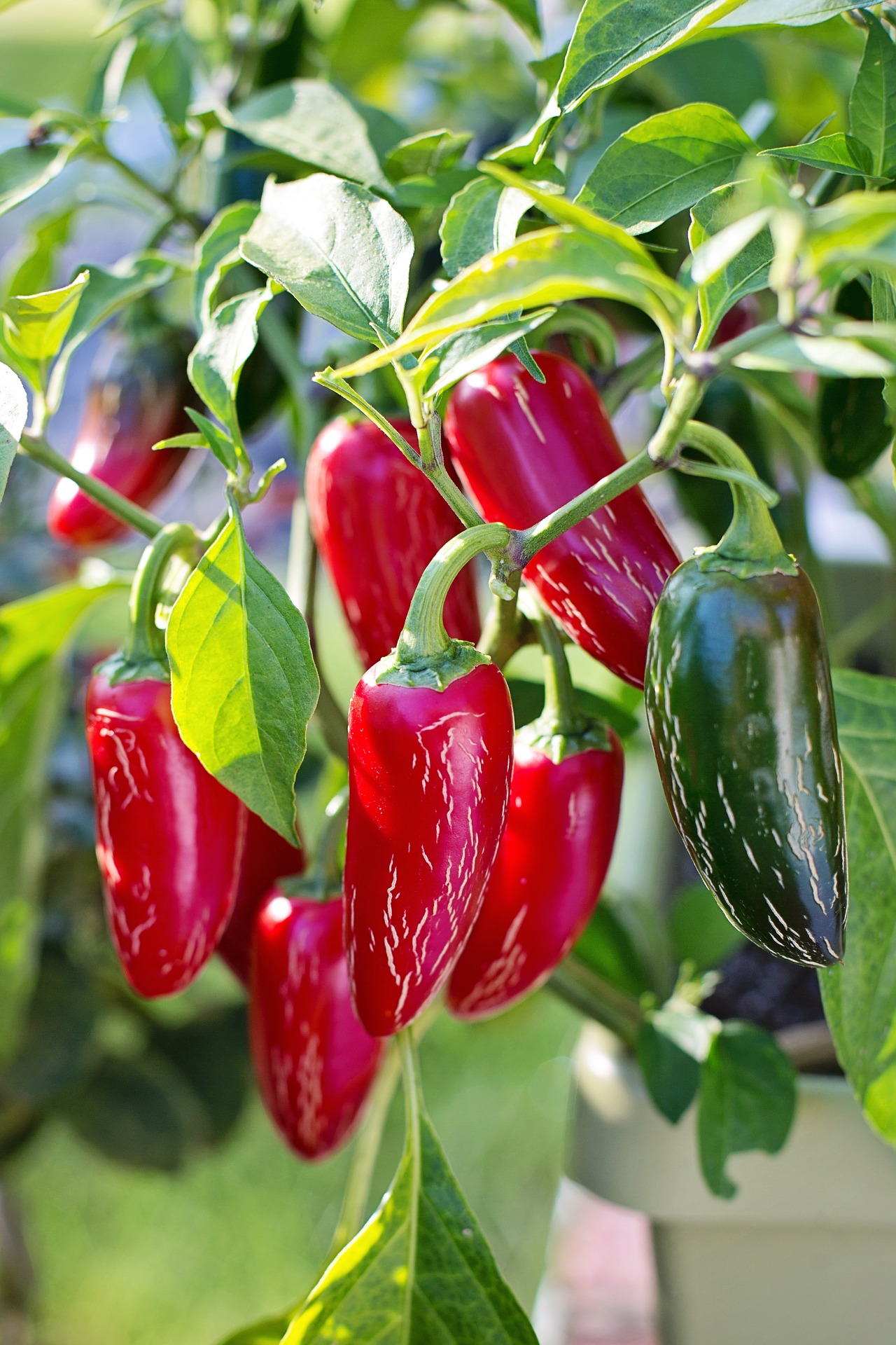 chiliplante med frugter dyrkning af chiliplanter