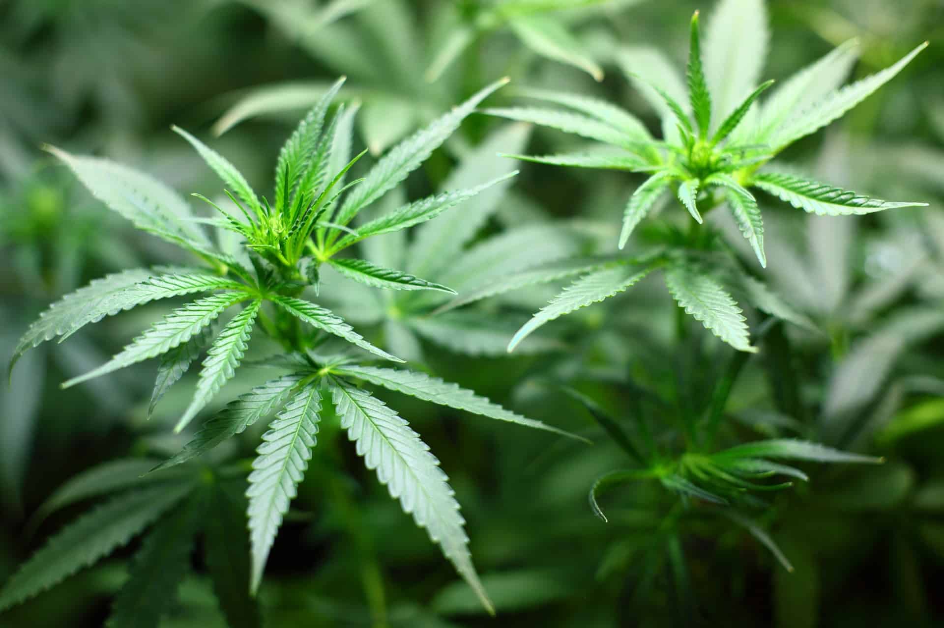 Elementor Landing Page #4699 2 marihuana plante