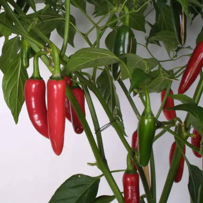 chilli plant with fruits