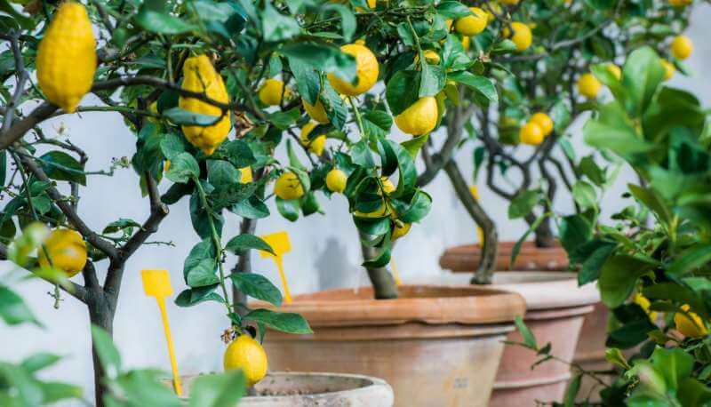 Overwintering citrus trees