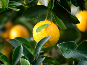 Citron med vandperler på citrontræ