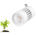 Wachsendes Licht am Keimling Wachsendes Licht am Spot