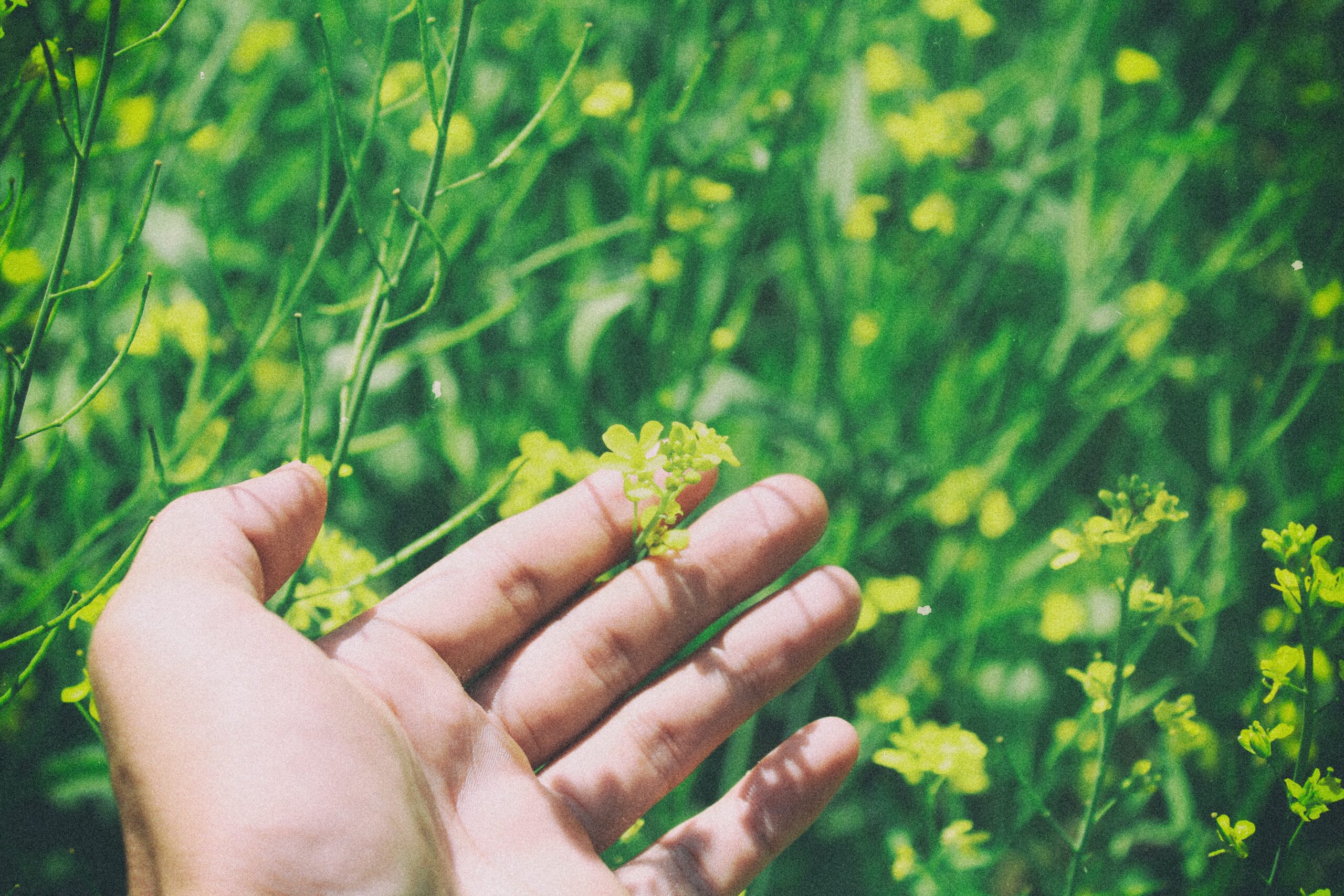 Hand in blomsteräng - flytande gödningsmedel