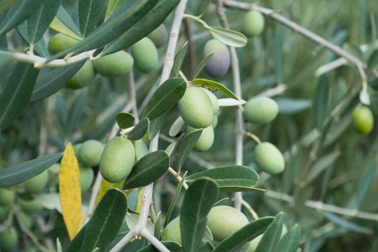 Overvintring af oliventræer