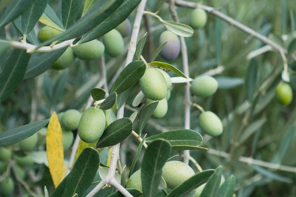 Winterising olive trees