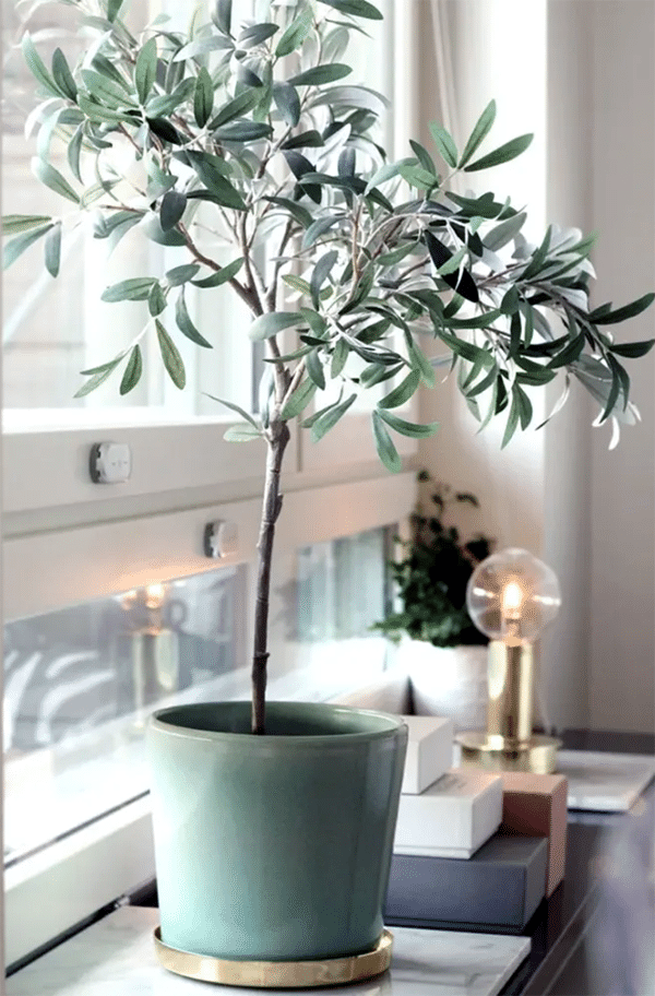 Oliven træ i stuen