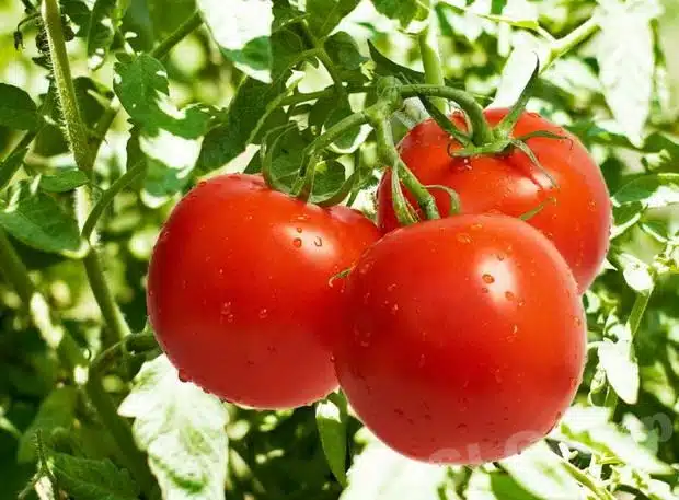 Tomatplanta med frukt