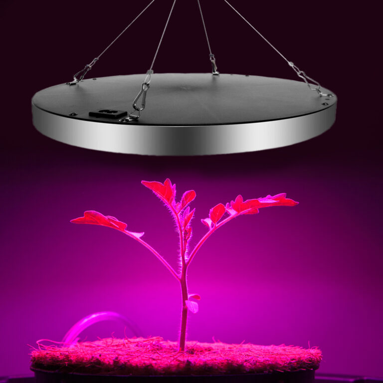 Grolys lampa rosa
