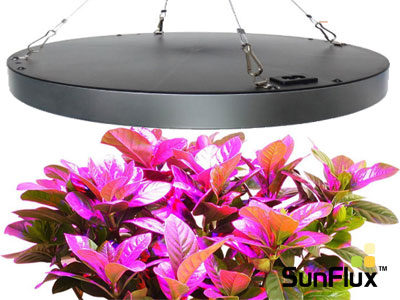 grow light lamp