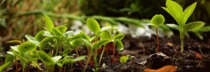 Plant germination in soil with light, foliar nutrition against pests