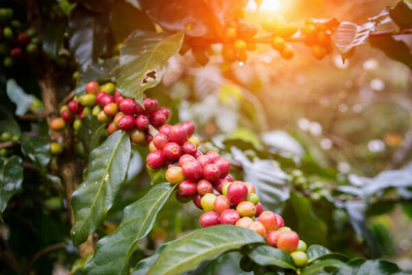 Kaffeplante | Sådan dyrker du et kaffetræ i stuen 2023