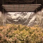 Cannabis wächst unter Licht UV