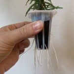 Smart Garden Korbpflanze