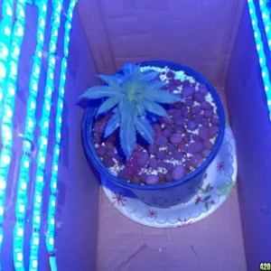 Plant grodd ljus Blå LED Strip | 12W/m | med LED-drivrutin