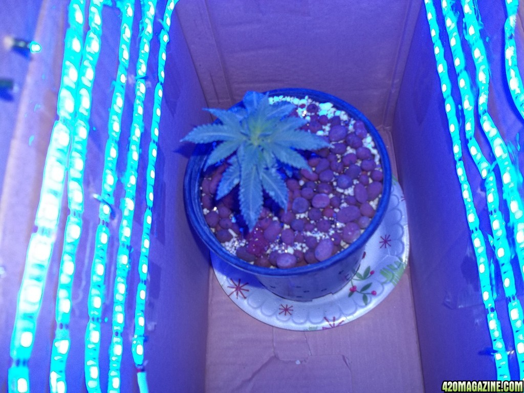 plante Spirelys blå