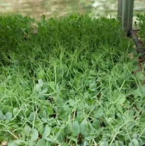 microgreen seed - pea seed