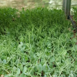 Organic Peas for microgreens and pea shoots