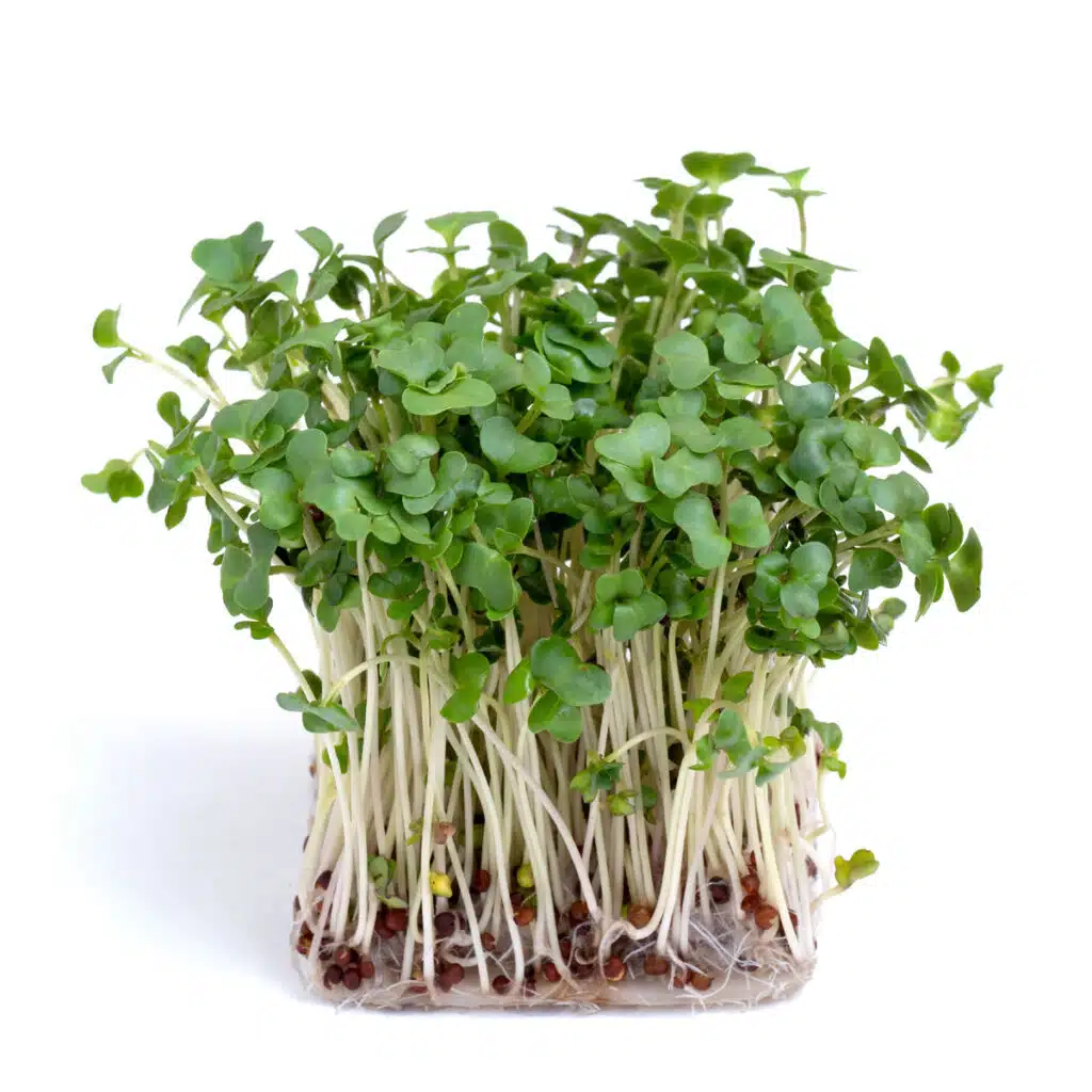 real broccoli organic microgreens