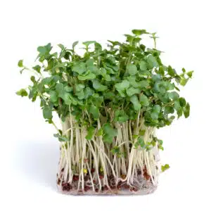 Genuine Broccoli Calabrese seeds, MG, 100% Organic