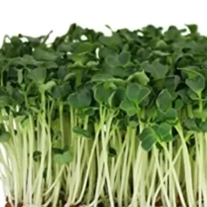 Organic Daikon green Radish seeds MG