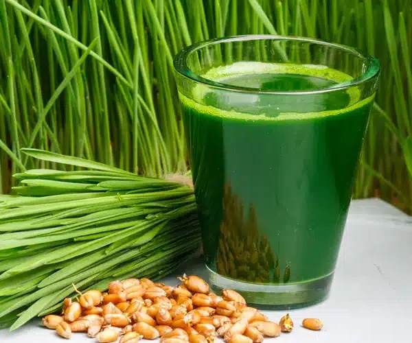 Hvedegræs frø og kerner, hvedegræs juice