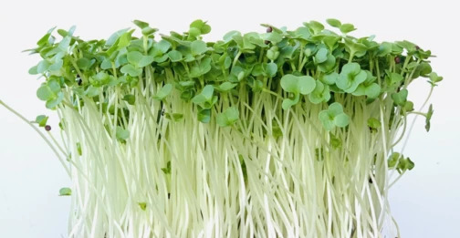 Eco Broccoli frön - för groning och mikrogrönt
