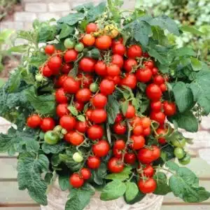 Cherry tomato seed – Dwarf tomato “Mascot”