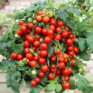 Cherry tomato seed – Dwarf tomato “Mascot”