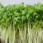 Brunnenkresse zum Keimen und Microgreens