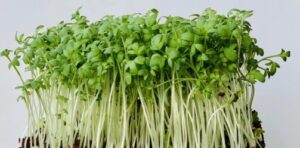 Cress seeds for microgreens