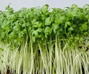Cress seeds, 100% Organic, for microgreens