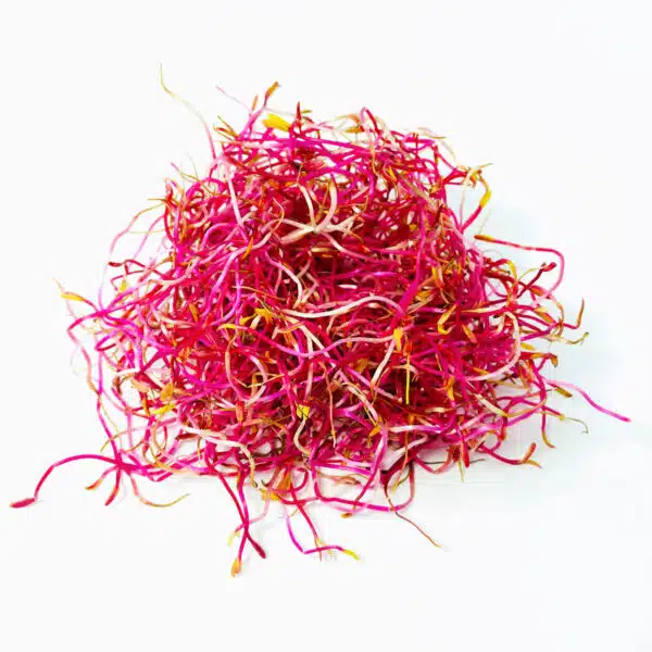 beetroot sprouts
