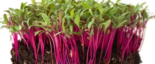 Beetroot microgreens and sprouts