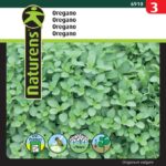 wild oregano
