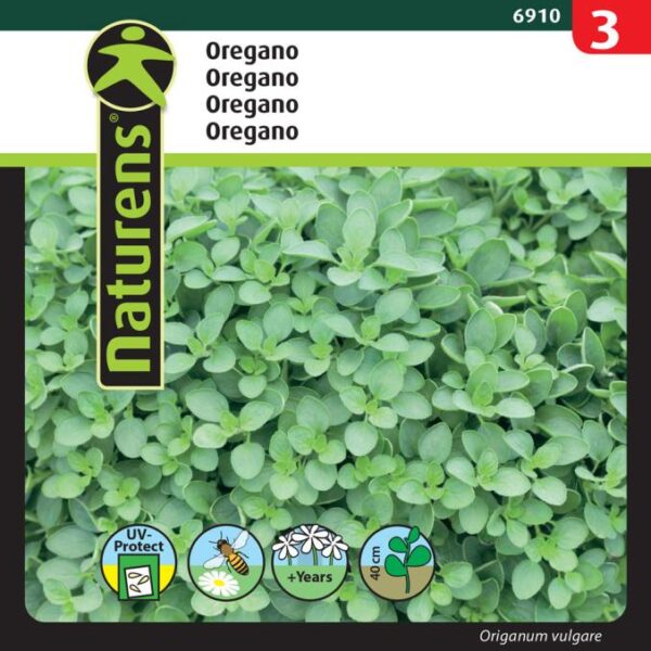 Oregano wilder Majoransamen