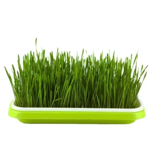 Sprossenschalen-Set für den Anbau von Microgreens Grün/Weiß 33,7×24,5x5cm