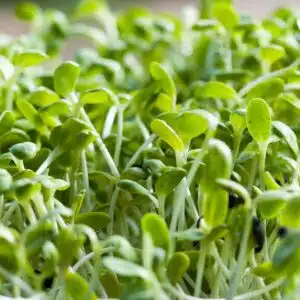 Organic Sunflower seeds for microgreens