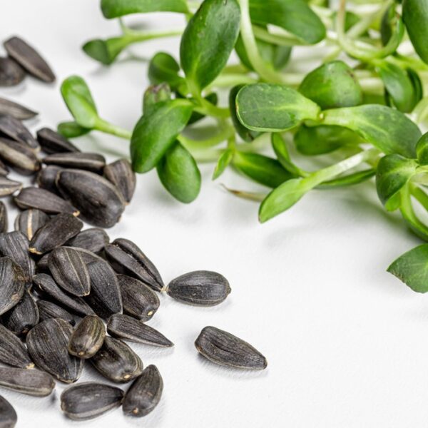 Organic Sunflower seeds for microgreens