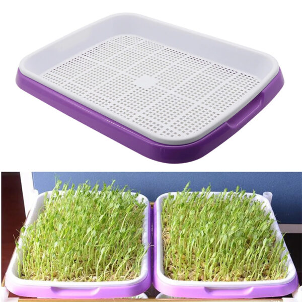 seed sprouts tray