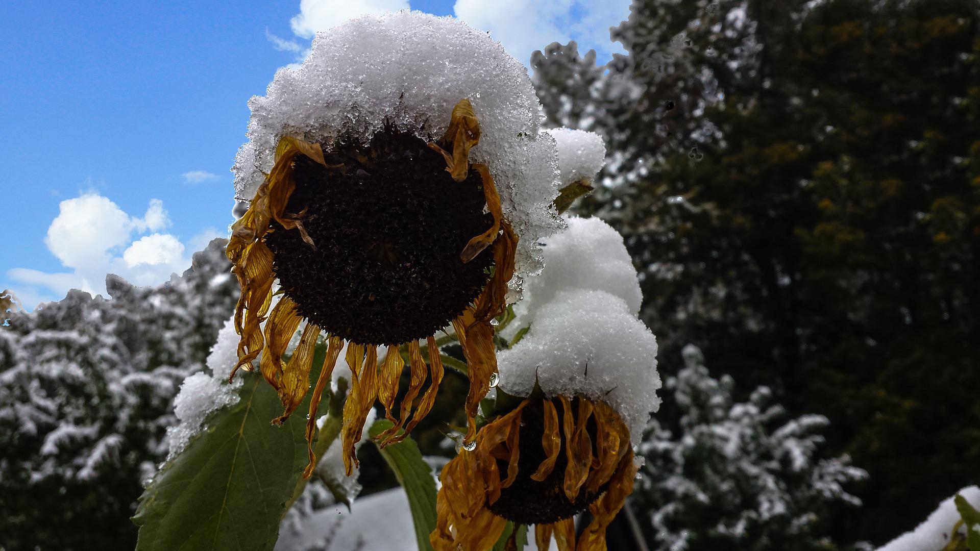 overvintring frossen plante solsikke sne