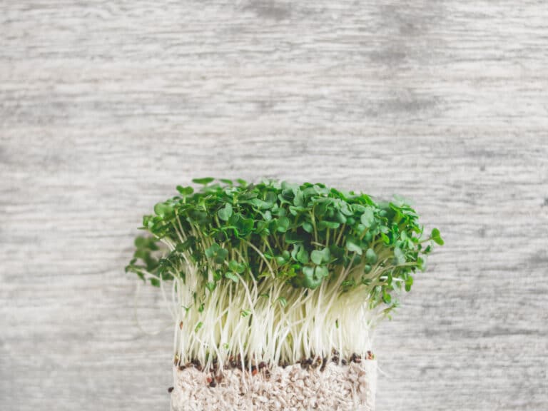 spiret brokkoli raab