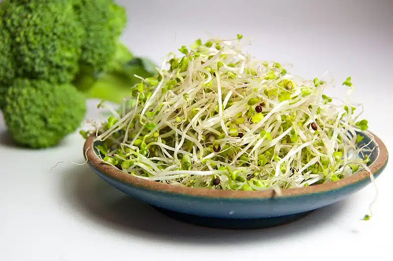 broccoli groddar frön