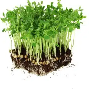 Sweet Pea Seeds for Microgreens, Tendril, 100% Organic