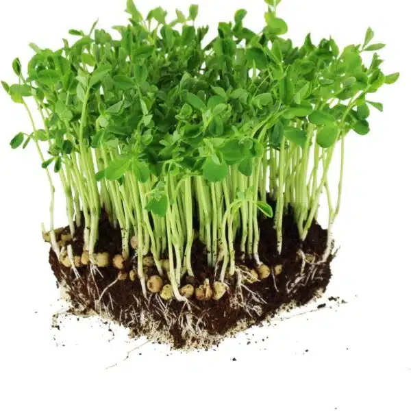 pea shoots - pea sprouts